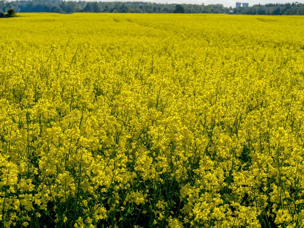 Желтое поле изнасилования — стоковое фото