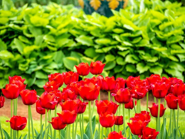 Campo tulipa multi colorido — Fotografia de Stock