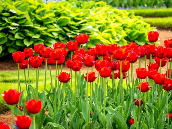Multi Colored Tulip field