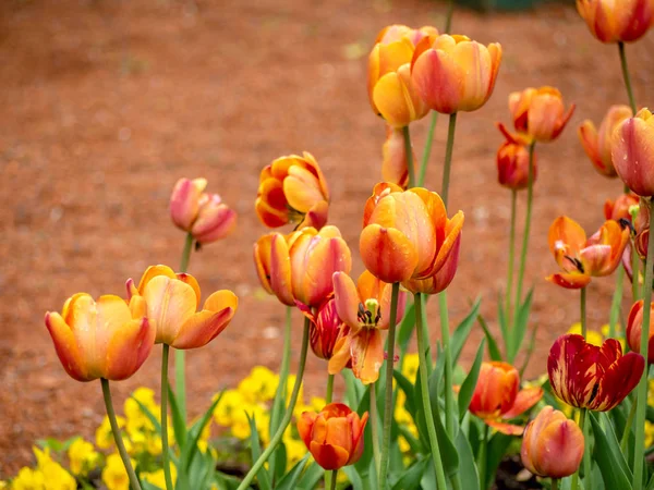Campo tulipa multi colorido — Fotografia de Stock