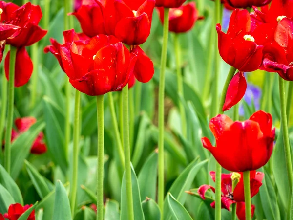 Campo tulipa multi colorido — Fotografia de Stock