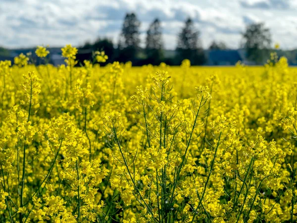 Campo de colza amarelo — Fotografia de Stock