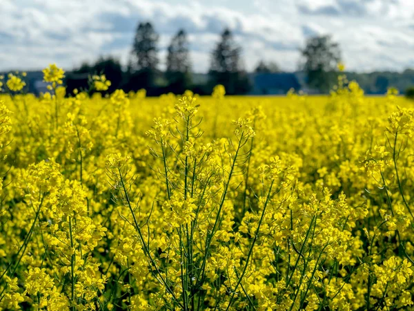 Campo de colza amarelo — Fotografia de Stock