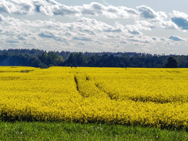 Campo de colza amarelo — Fotografia de Stock