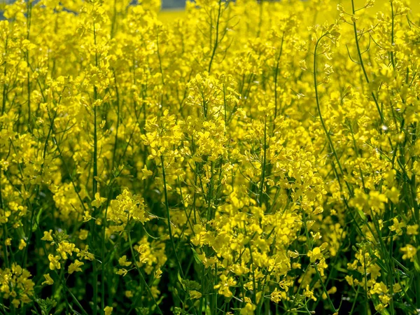 Yellow rape field — Stock Photo, Image