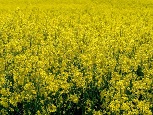 Campo de colza amarelo — Fotografia de Stock