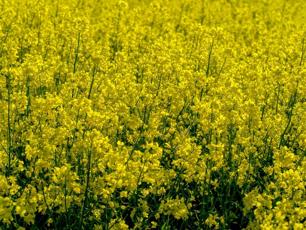 Campo di colza giallo — Foto Stock