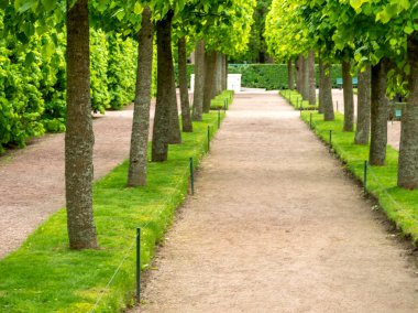 Yeşil sokak ağaçları ile