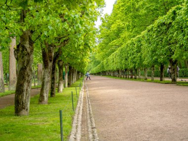 Yeşil sokak ağaçları ile