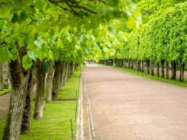 Yeşil sokak ağaçları ile