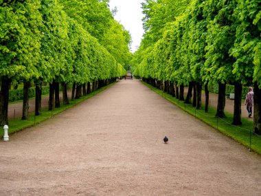 Yeşil sokak ağaçları ile