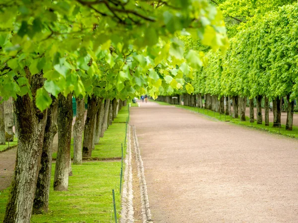 Yeşil sokak ağaçları ile