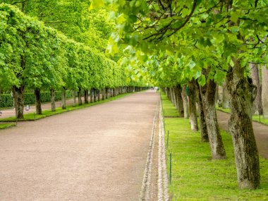 Yeşil sokak ağaçları ile
