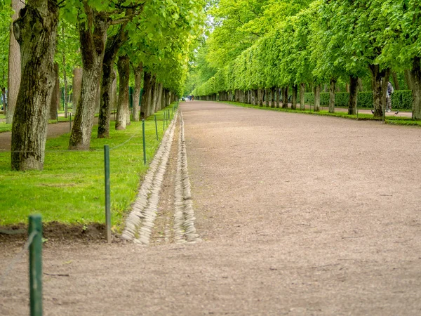 Yeşil sokak ağaçları ile