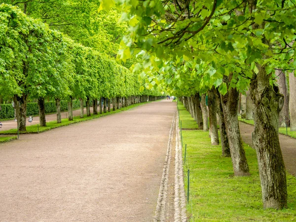 Yeşil sokak ağaçları ile