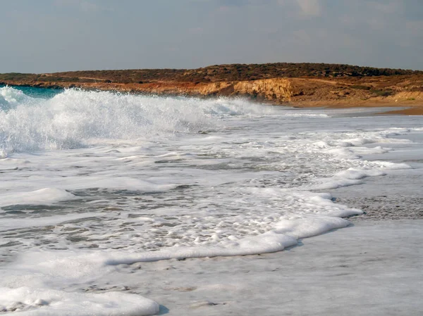 Kumsaldaki deniz kaplumbağaları. Kıbrıs — Stok fotoğraf