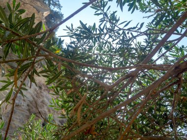 Kıbrıs'ta Avakas Gorge