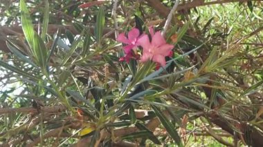 Avakas gorge Kanyon, Kıbrıs
