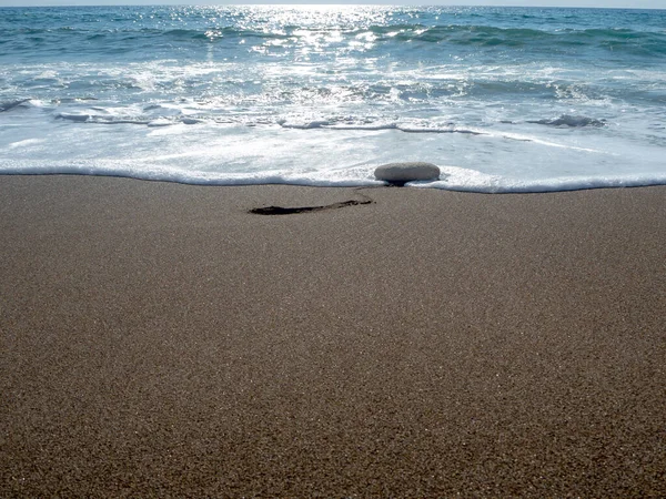 Żółwie morskie na plaży. Cypr — Zdjęcie stockowe