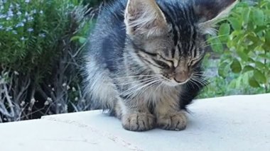 Hüzünlü gözleri ile kedi 