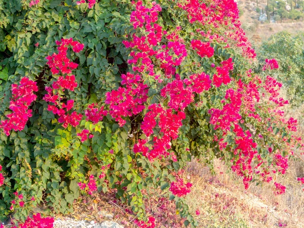 Fantastiska Röda Blommor Oleander Paphos Cypern Vägg Röda Blommor Trädgården — Stockfoto