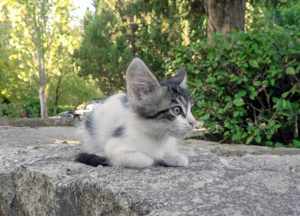 Сумно маленьке кошеня — стокове фото