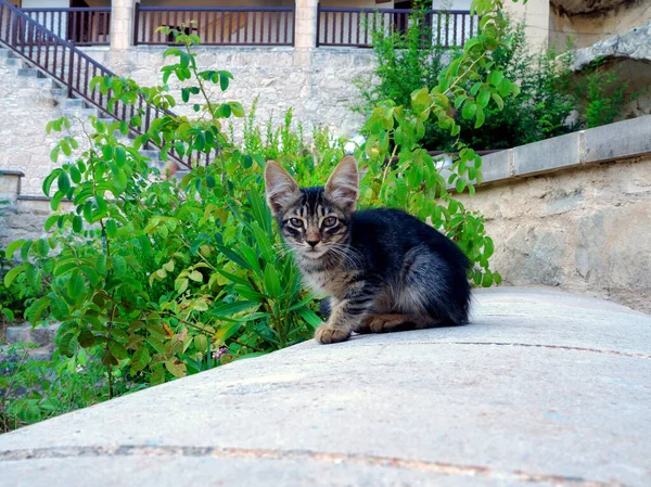 Triest weinig kitty — Stockfoto