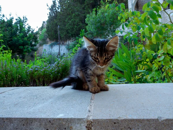 Triest weinig kitty — Stockfoto