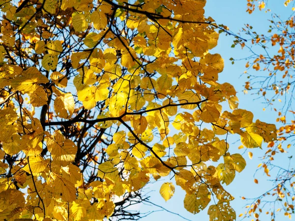 Herbst Hintergrund, Blätter — Stockfoto