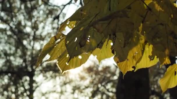 Herfst achtergrond, bladeren — Stockvideo