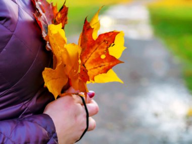 Akçaağaç Yaprakları Ellerinde 