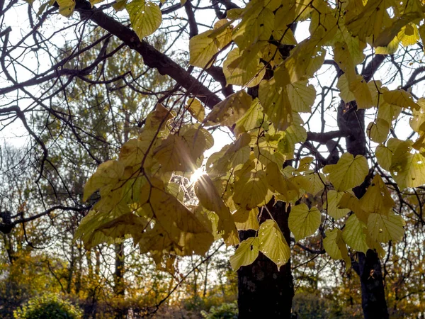 Herbst Hintergrund, Blätter — Stockfoto