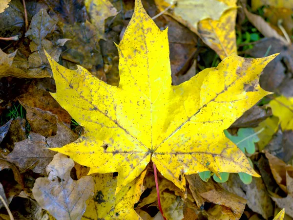 Herbstlandschaft mit Straße — Stockfoto