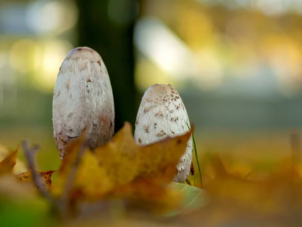 Funghi sgabelli di rospo nella foresta — Foto Stock