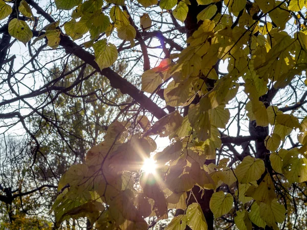 秋の背景、葉 — ストック写真