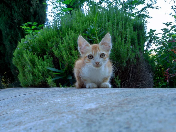 Piccolo gattino triste — Foto Stock