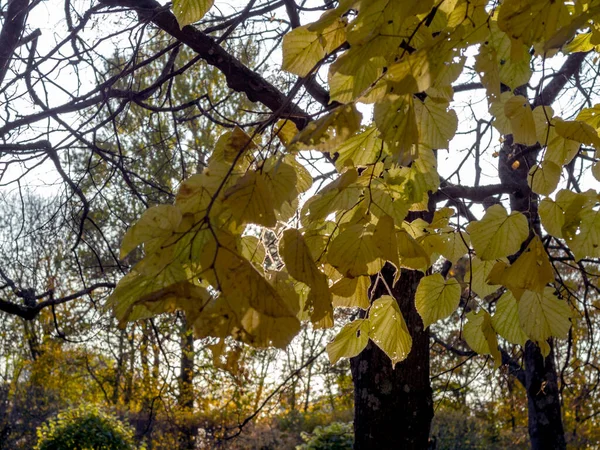 秋の背景、葉 — ストック写真