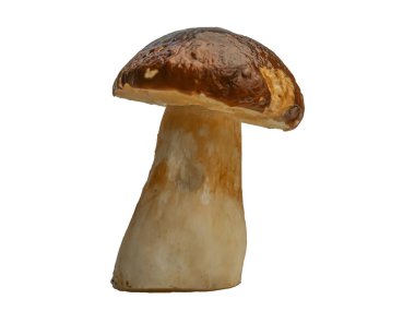 Beyaz arka planda izole edilmiş orman beyaz mantarı. Boletus edulis: ps, penny bun, porcini pr porcini bazidiomycete mantarıdır ve Boletus cinsinin bir türüdür..