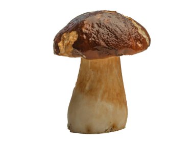 Beyaz arka planda izole edilmiş orman beyaz mantarı. Boletus edulis: ps, penny bun, porcini pr porcini bazidiomycete mantarıdır ve Boletus cinsinin bir türüdür..