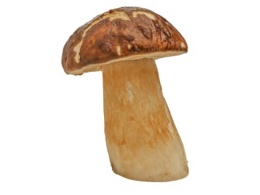 Beyaz arka planda izole edilmiş orman beyaz mantarı. Boletus edulis: ps, penny bun, porcini pr porcini bazidiomycete mantarıdır ve Boletus cinsinin bir türüdür..