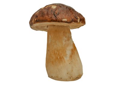 Beyaz arka planda izole edilmiş orman beyaz mantarı. Boletus edulis: ps, penny bun, porcini pr porcini bazidiomycete mantarıdır ve Boletus cinsinin bir türüdür..