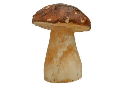 Beyaz arka planda izole edilmiş orman beyaz mantarı. Boletus edulis: ps, penny bun, porcini pr porcini bazidiomycete mantarıdır ve Boletus cinsinin bir türüdür..