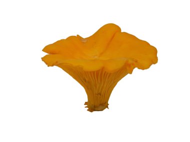 Cantharellus cibarius cantharellus, chanterelle, cibarius, Cantharellus cinsindeki altın chanterelle mantarı. Girolle (veya girolle) beyaz arkaplan üzerinde izole.