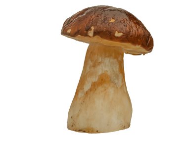 Beyaz arka planda izole edilmiş orman beyaz mantarı. Boletus edulis: ps, penny bun, porcini pr porcini bazidiomycete mantarıdır ve Boletus cinsinin bir türüdür..
