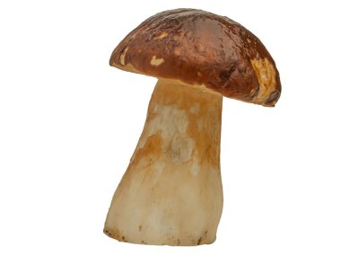 Beyaz arka planda izole edilmiş orman beyaz mantarı. Boletus edulis: ps, penny bun, porcini pr porcini bazidiomycete mantarıdır ve Boletus cinsinin bir türüdür..
