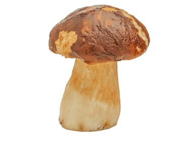 Beyaz arka planda izole edilmiş orman beyaz mantarı. Boletus edulis: ps, penny bun, porcini pr porcini bazidiomycete mantarıdır ve Boletus cinsinin bir türüdür..