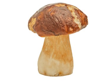 Beyaz arka planda izole edilmiş orman beyaz mantarı. Boletus edulis: ps, penny bun, porcini pr porcini bazidiomycete mantarıdır ve Boletus cinsinin bir türüdür..