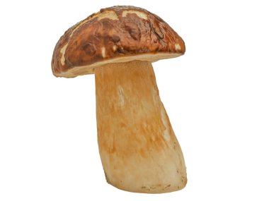 Beyaz arka planda izole edilmiş orman beyaz mantarı. Boletus edulis: ps, penny bun, porcini pr porcini bazidiomycete mantarıdır ve Boletus cinsinin bir türüdür..