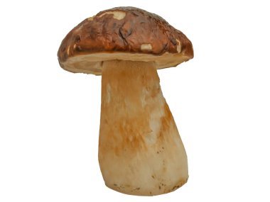 Beyaz arka planda izole edilmiş orman beyaz mantarı. Boletus edulis: ps, penny bun, porcini pr porcini bazidiomycete mantarıdır ve Boletus cinsinin bir türüdür..