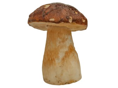 Beyaz arka planda izole edilmiş orman beyaz mantarı. Boletus edulis: ps, penny bun, porcini pr porcini bazidiomycete mantarıdır ve Boletus cinsinin bir türüdür..
